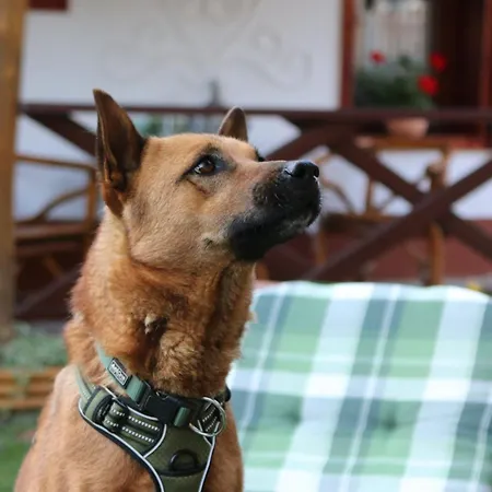 The Bird Of Happiness - Happy * Nemesbükk