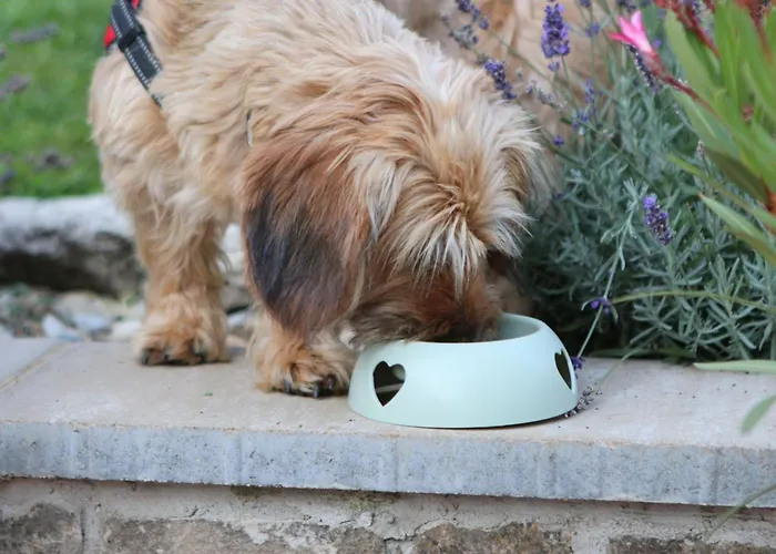 The Bird Of Happiness - Happy דירה *